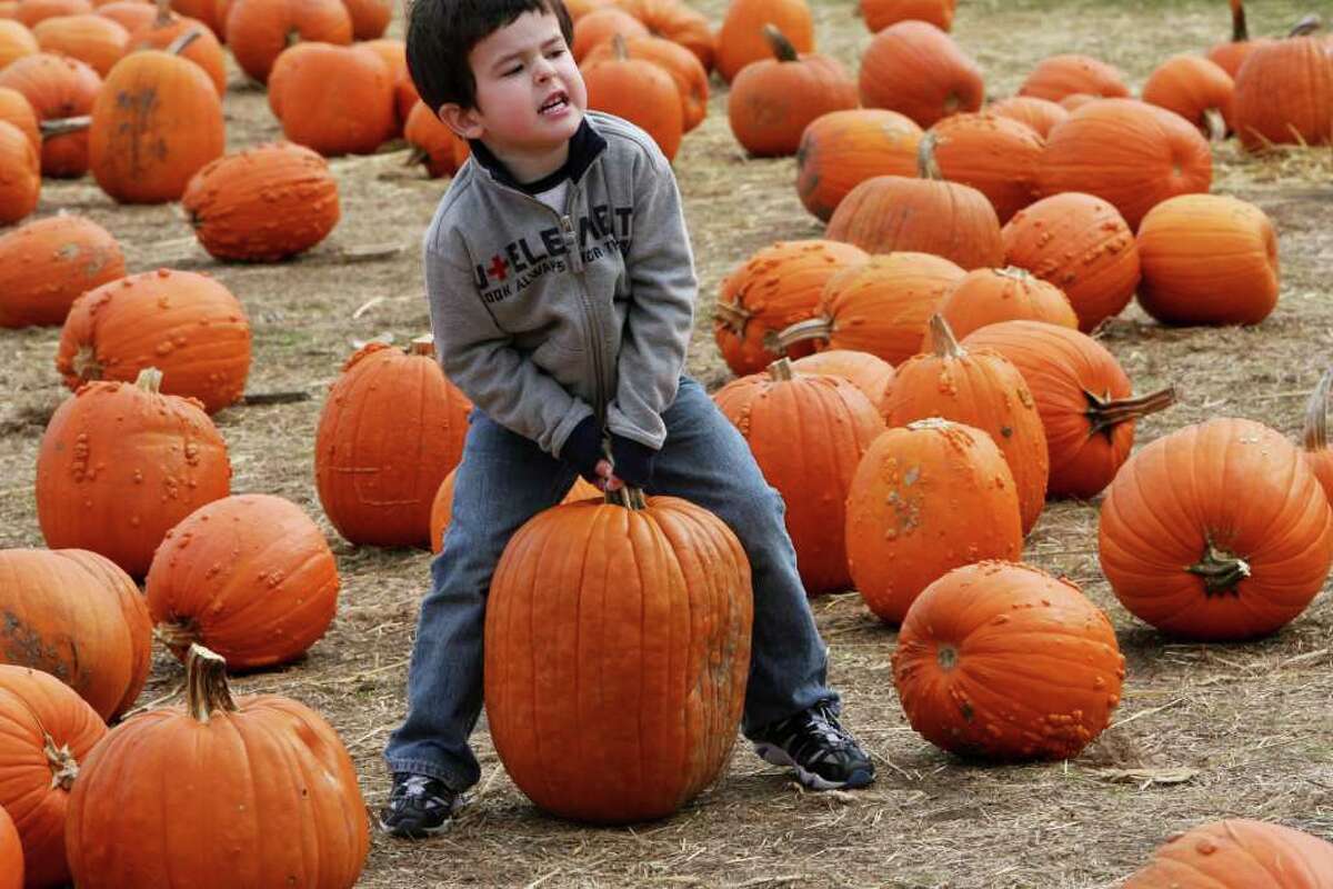 Andre Black, 4 of NY, tries to lift a pumpkin at the Jones Tree Farm UNICEF Family Festival on Sunday, October 24, 2010.