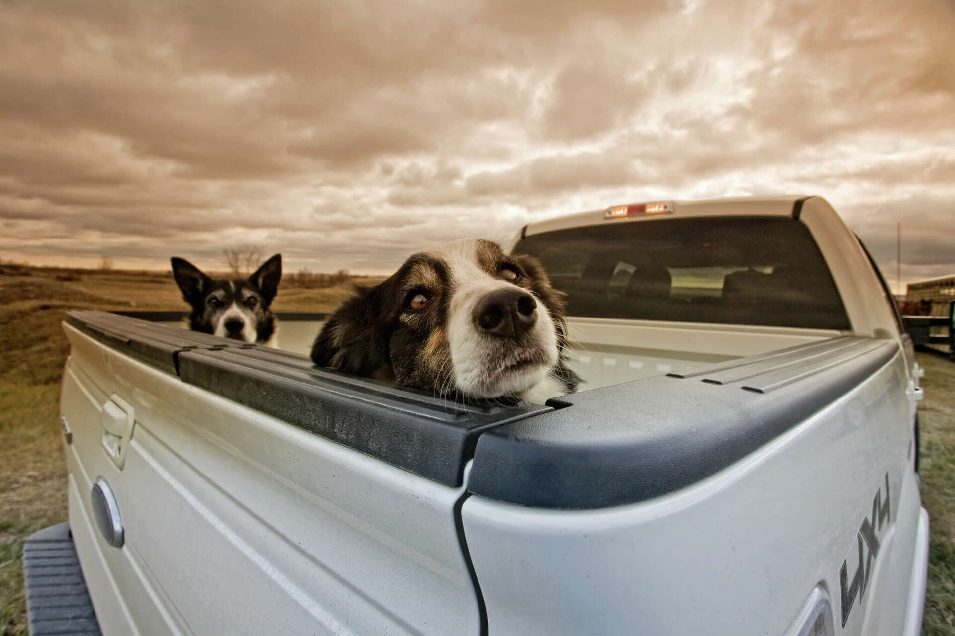 Dogs riding in back of truck best sale