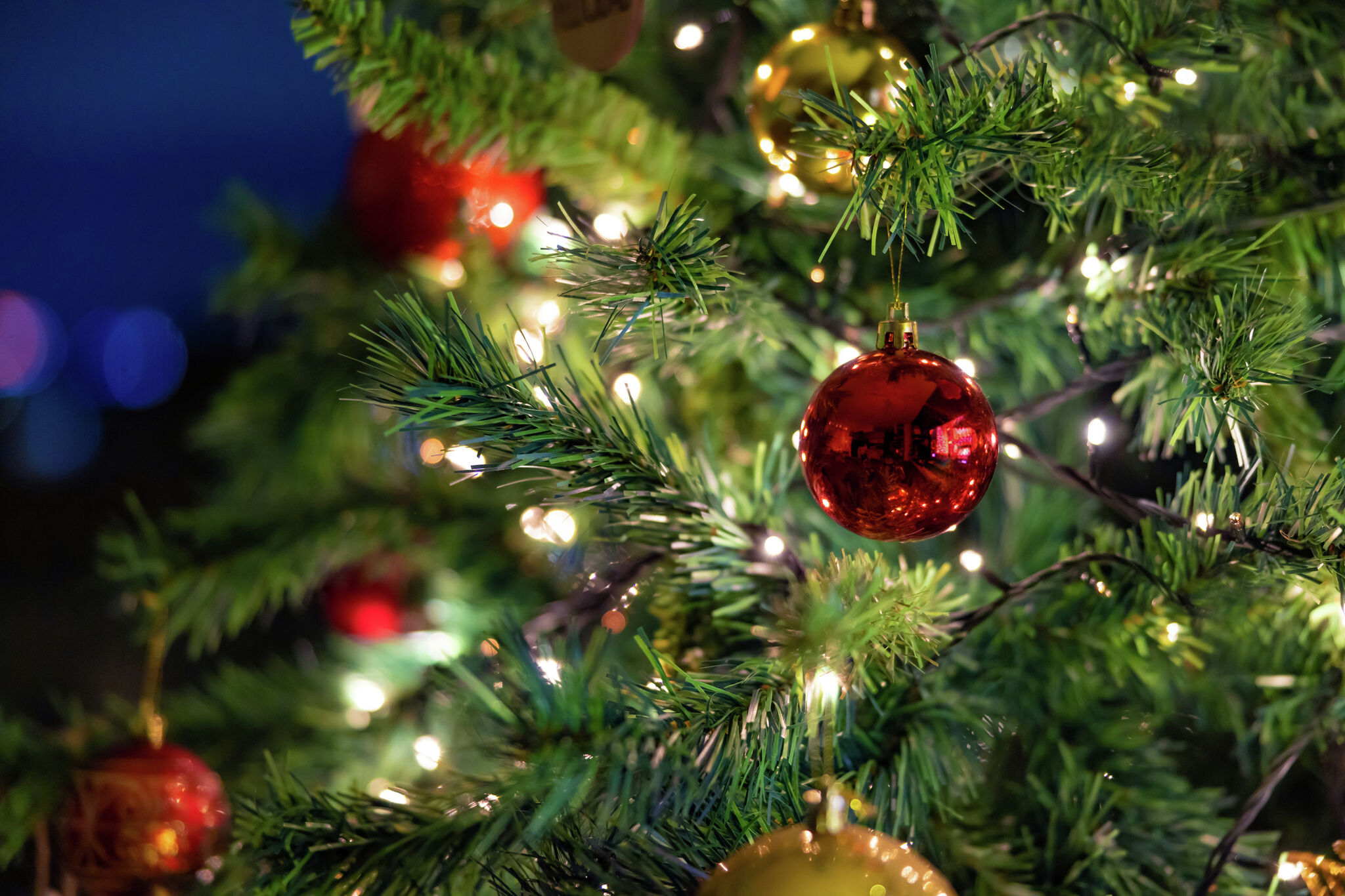 Why Isn't My Christmas Tree Drinking Water?
