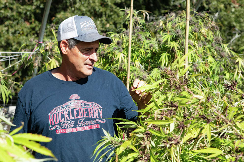 'The Tide Is Turning': Calif. Pot Farmers Are Feeling Optimistic