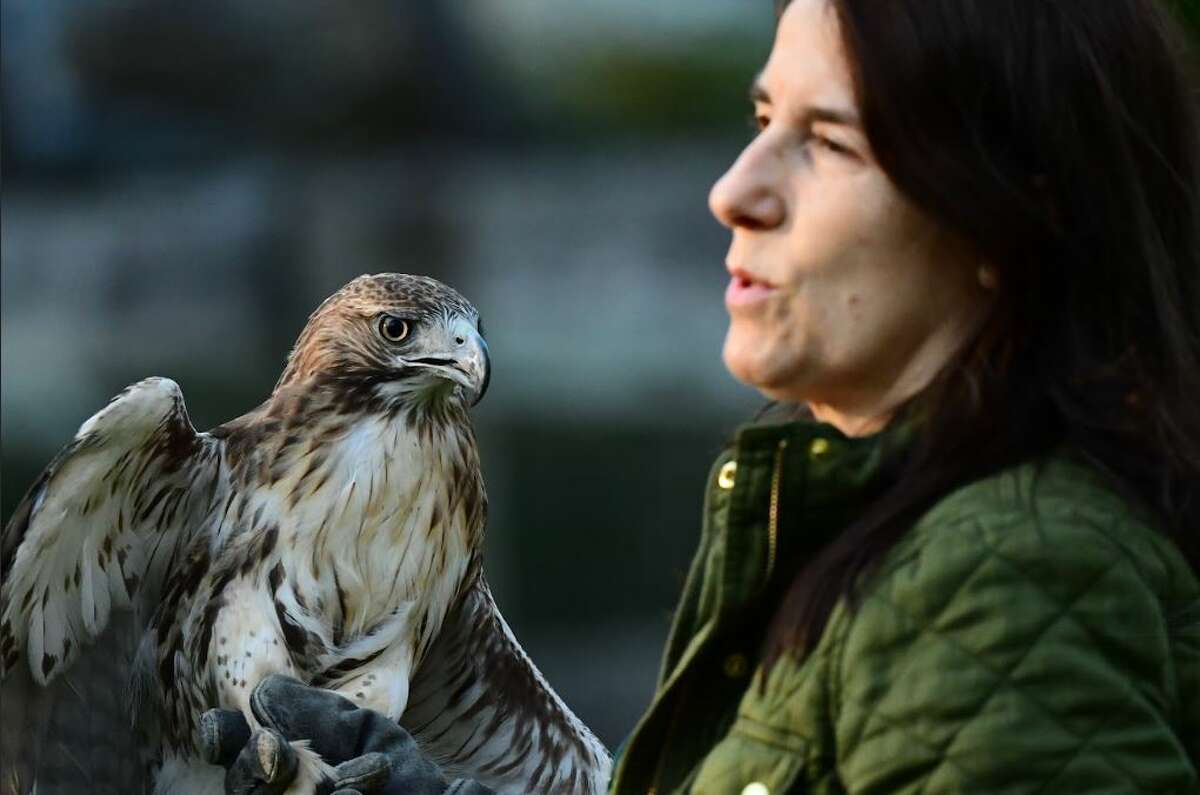 Secretary Bird and Bateleur up-listed to Endangered on IUCN Red List - Hawk  Conservancy Trust - Hawk Conservancy Trust