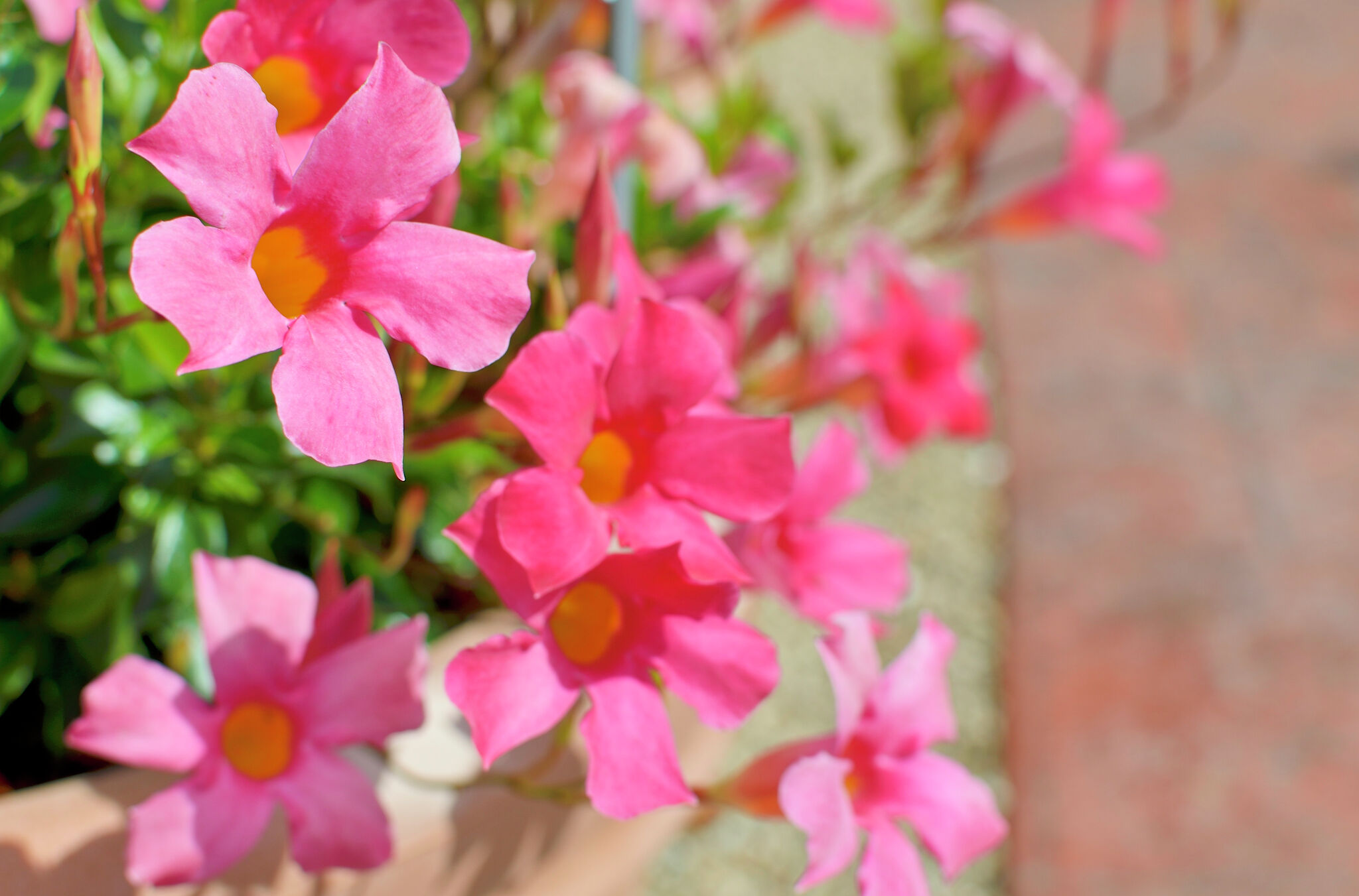 Is the Mandevilla a Perennial or an Annual?