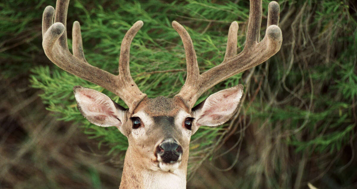 CWD Western States Update - Hunting, Fishing and Outdoor