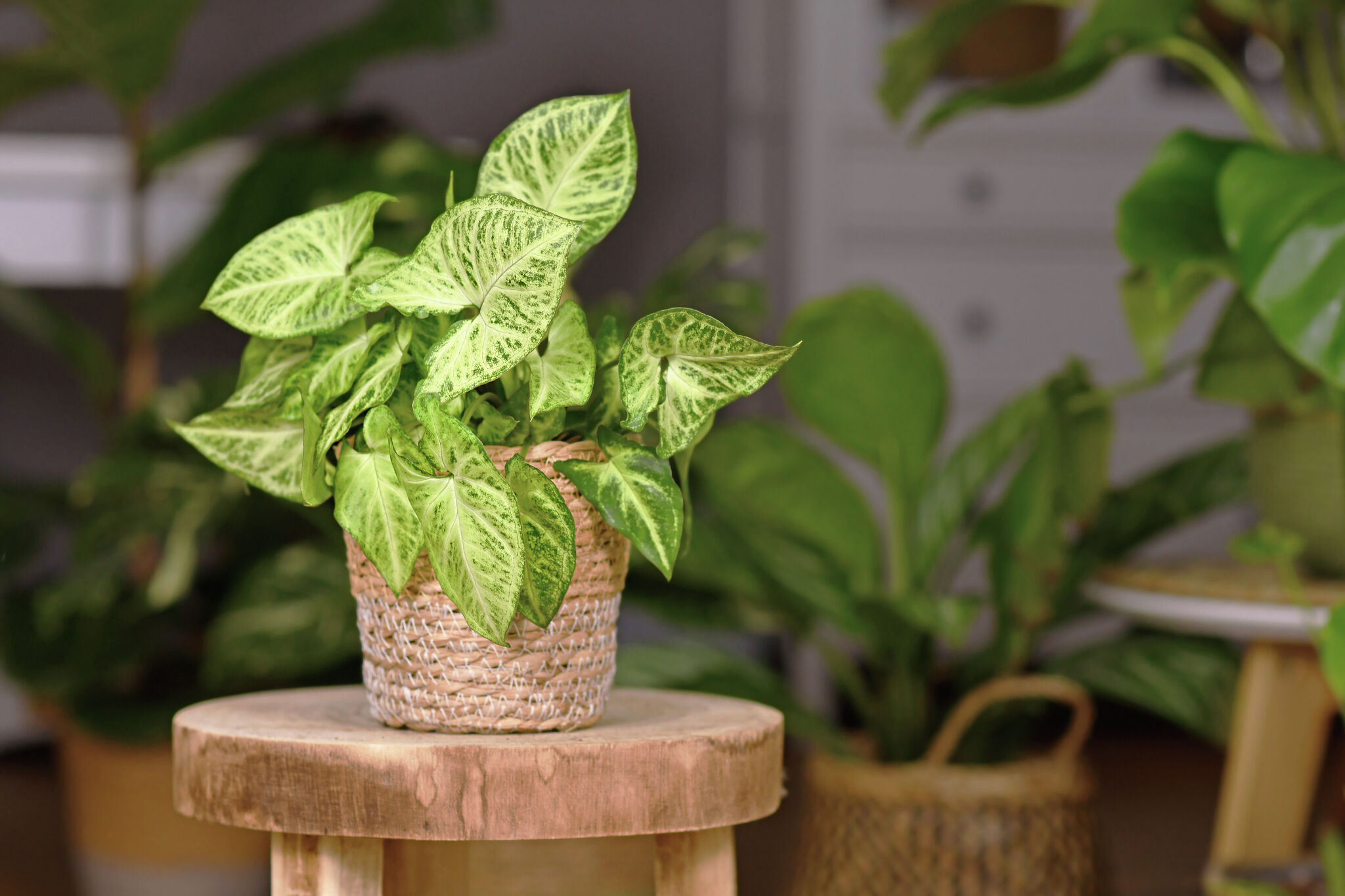 Wild Interiors — Recover Houseplants from Kid and Pet Damage