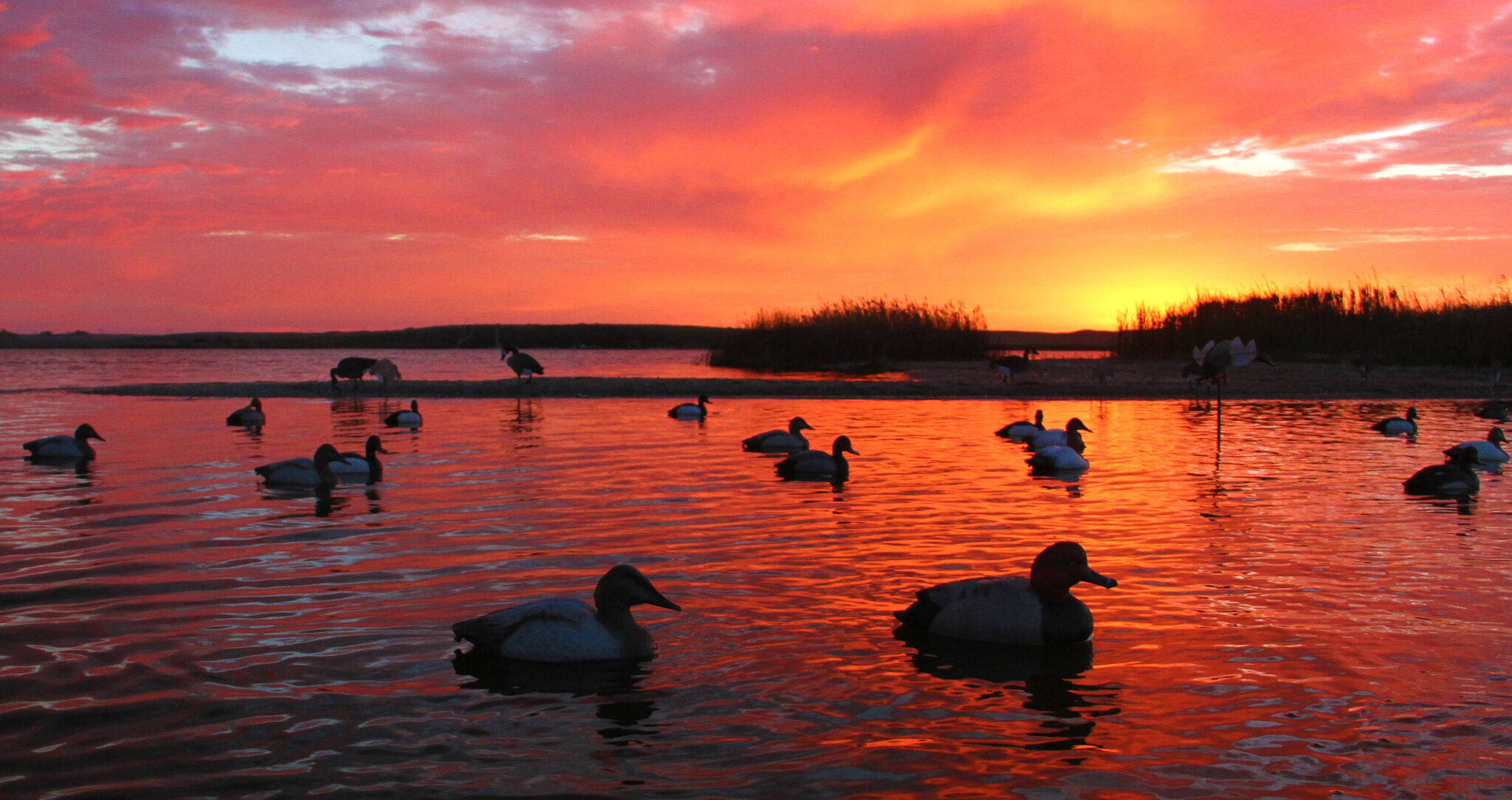 Texas coast duck hunting season preview and forecast for 202324