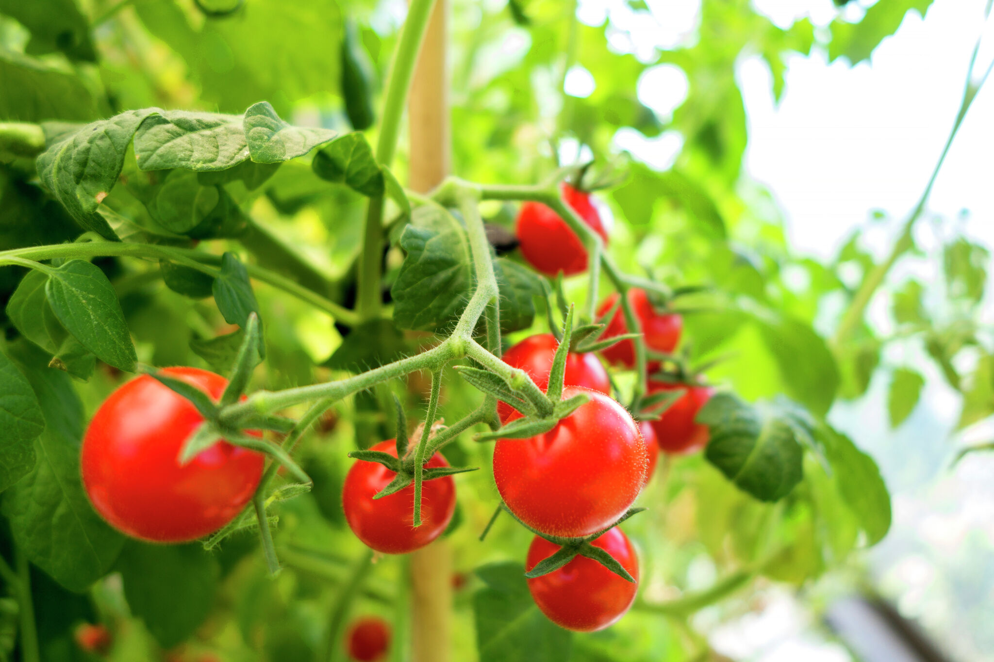 When to Plant Tomato Plants