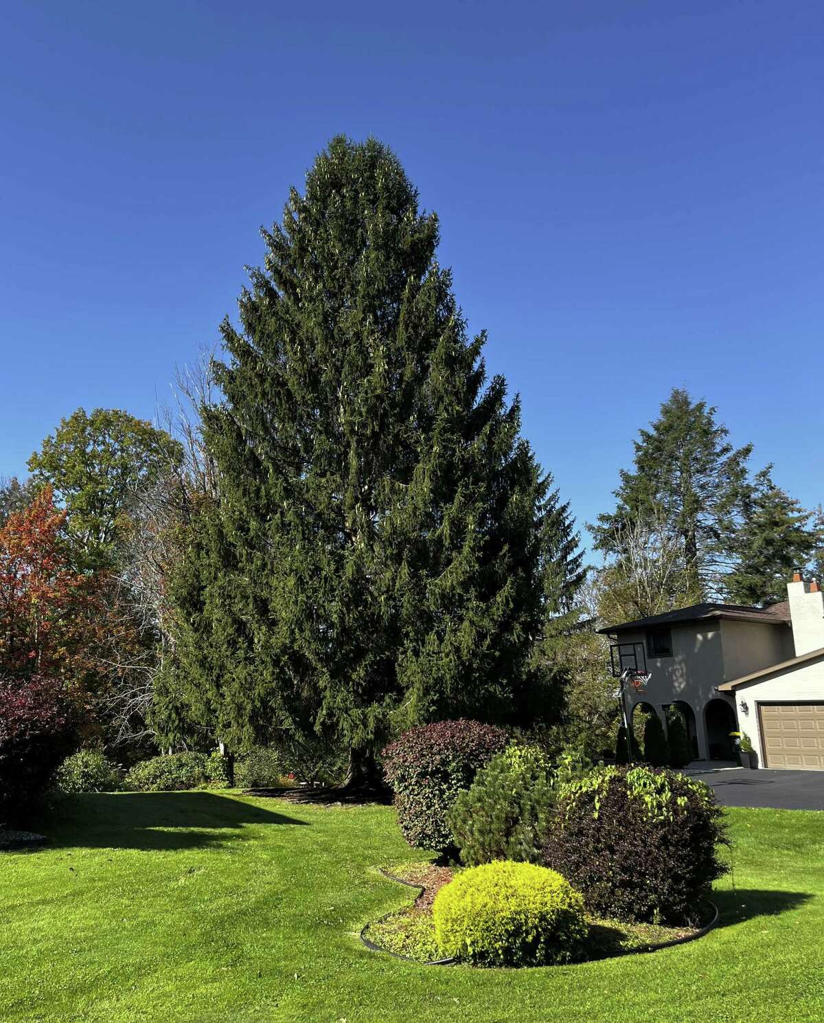 80-foot-norway-spruce-gets-the-nod-as-rockefeller-center-christmas-tree