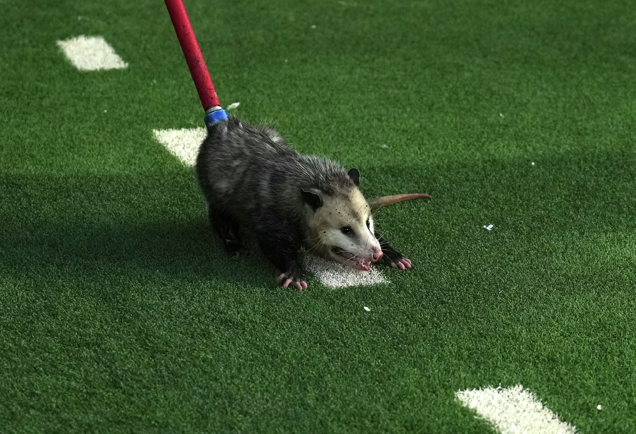 Possum Runs Loose At TCU Texas Tech Football Game