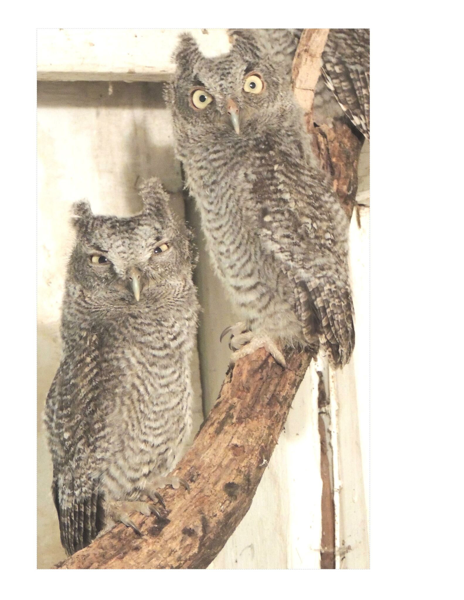 screech-owls-may-be-the-reason-you-think-an-abandoned-house-is-haunted