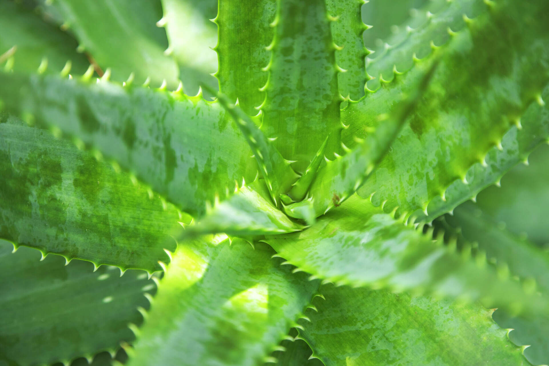 Aloe Cold Tolerance: What Temperatures Can Aloe Survive?