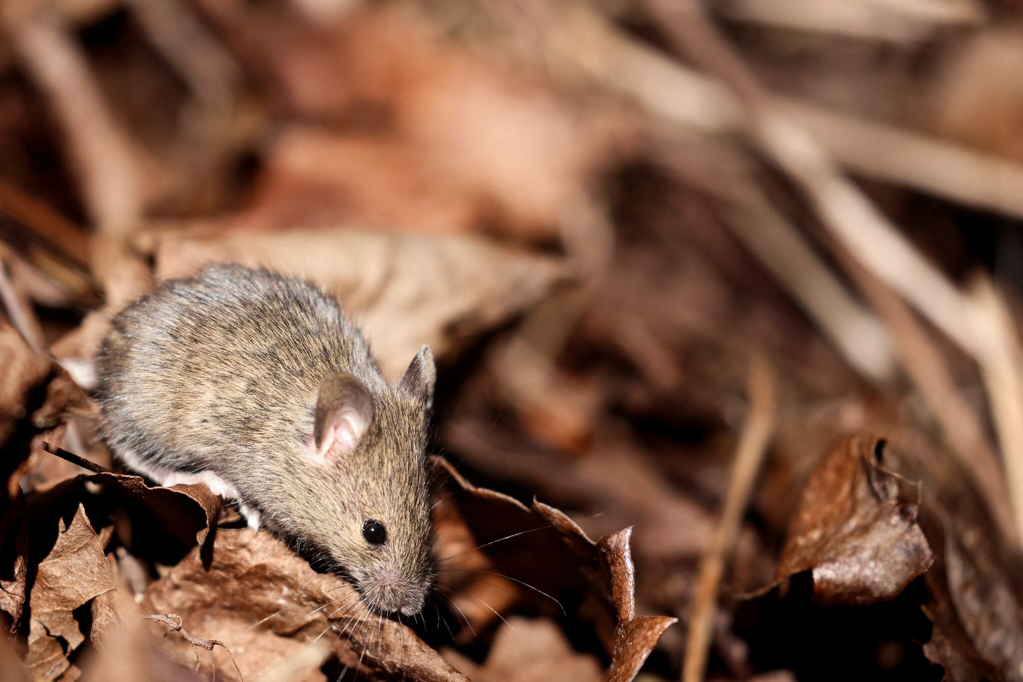 Mice are overwhelming these Bay Area neighborhoods