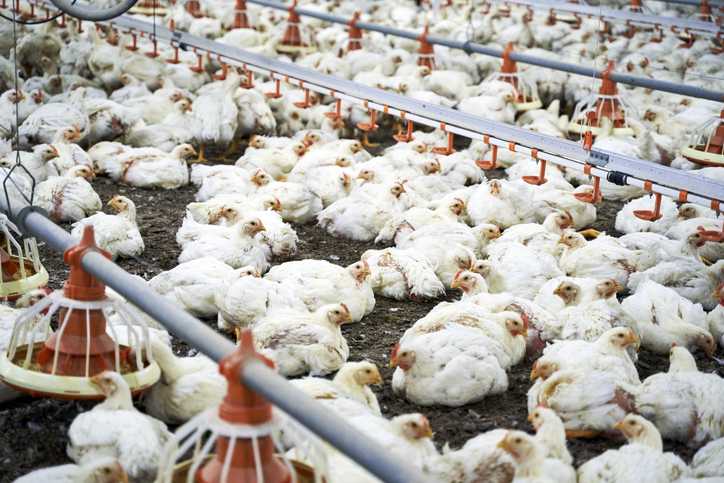 Highly pathogenic avian flu detected at Alabama chicken farm, nearly ...