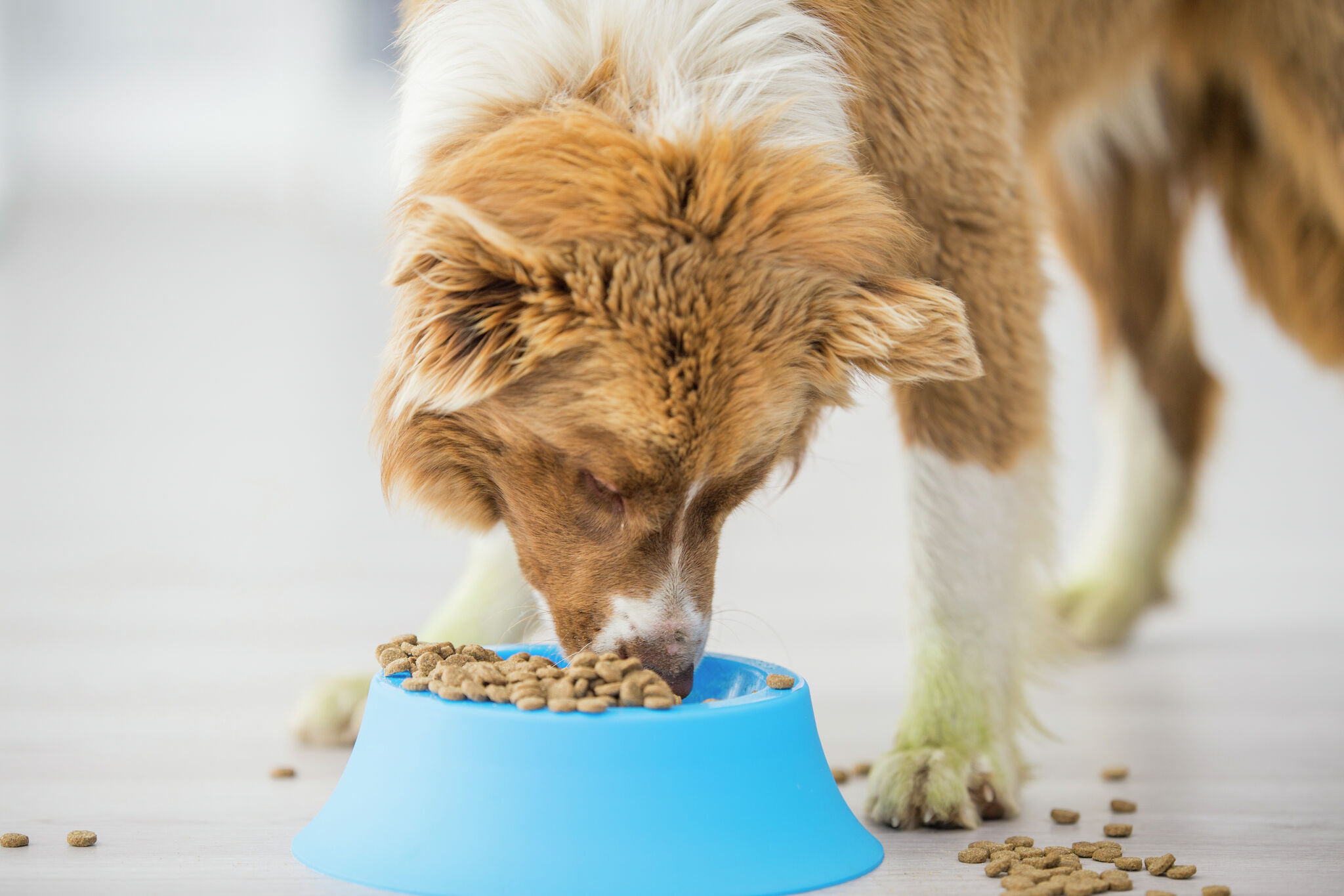 Dog food clearance fda warning