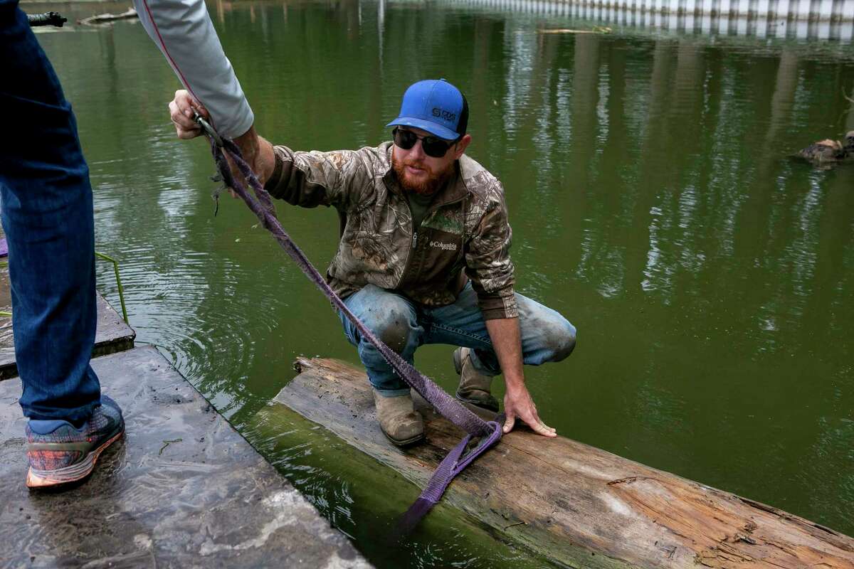 Lakefront Group real estate agent Hagan Cole, left, helps NB Boathouse employee Chris Cambronas as he wraps a strap around a log to pull it out of Lake Dunlap on Nov. 4. Lake Dunlap recently has been refilled after a dam failure in 2019 caused it to drain. 