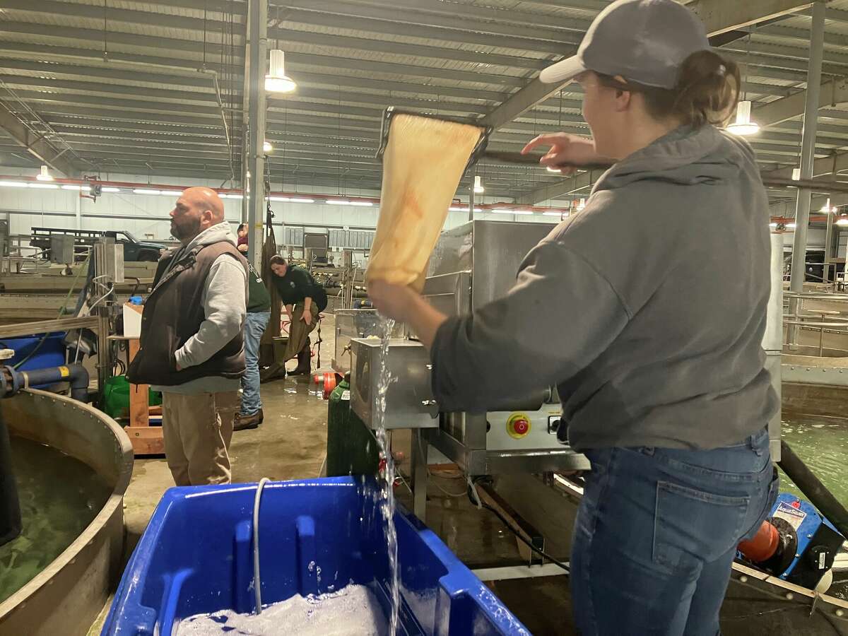 CT trout hatchery upgrades meant to save water, energy