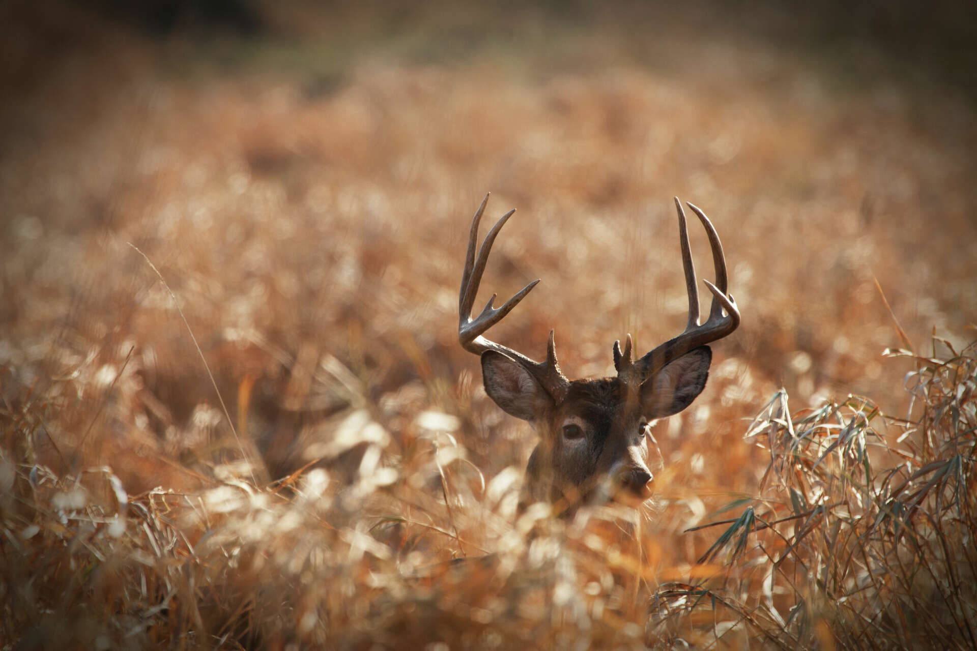 Huron County hunter convicted of illegal deer baiting