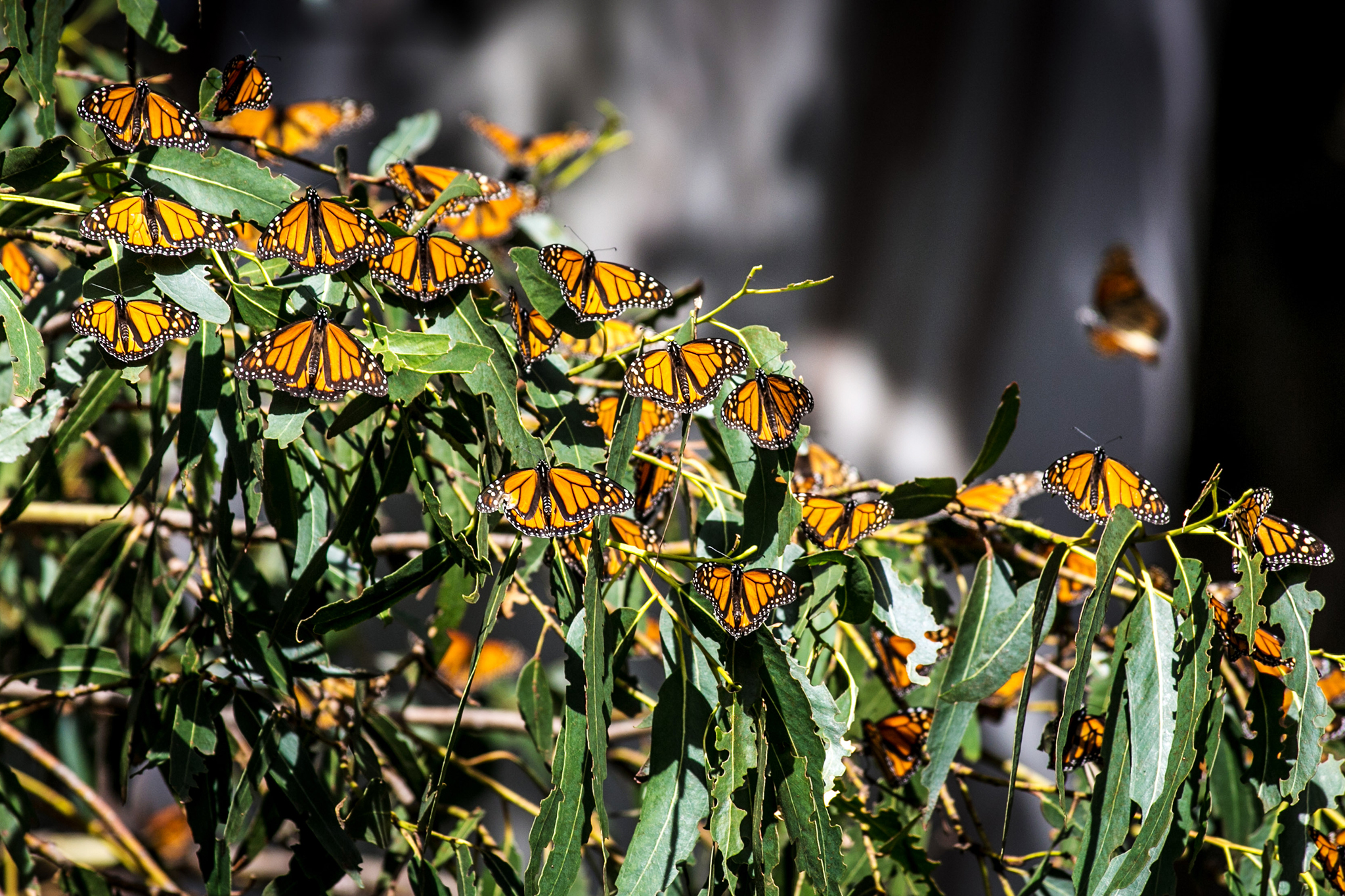 Pismo Beach butterfly grove sees thousands of monarchs