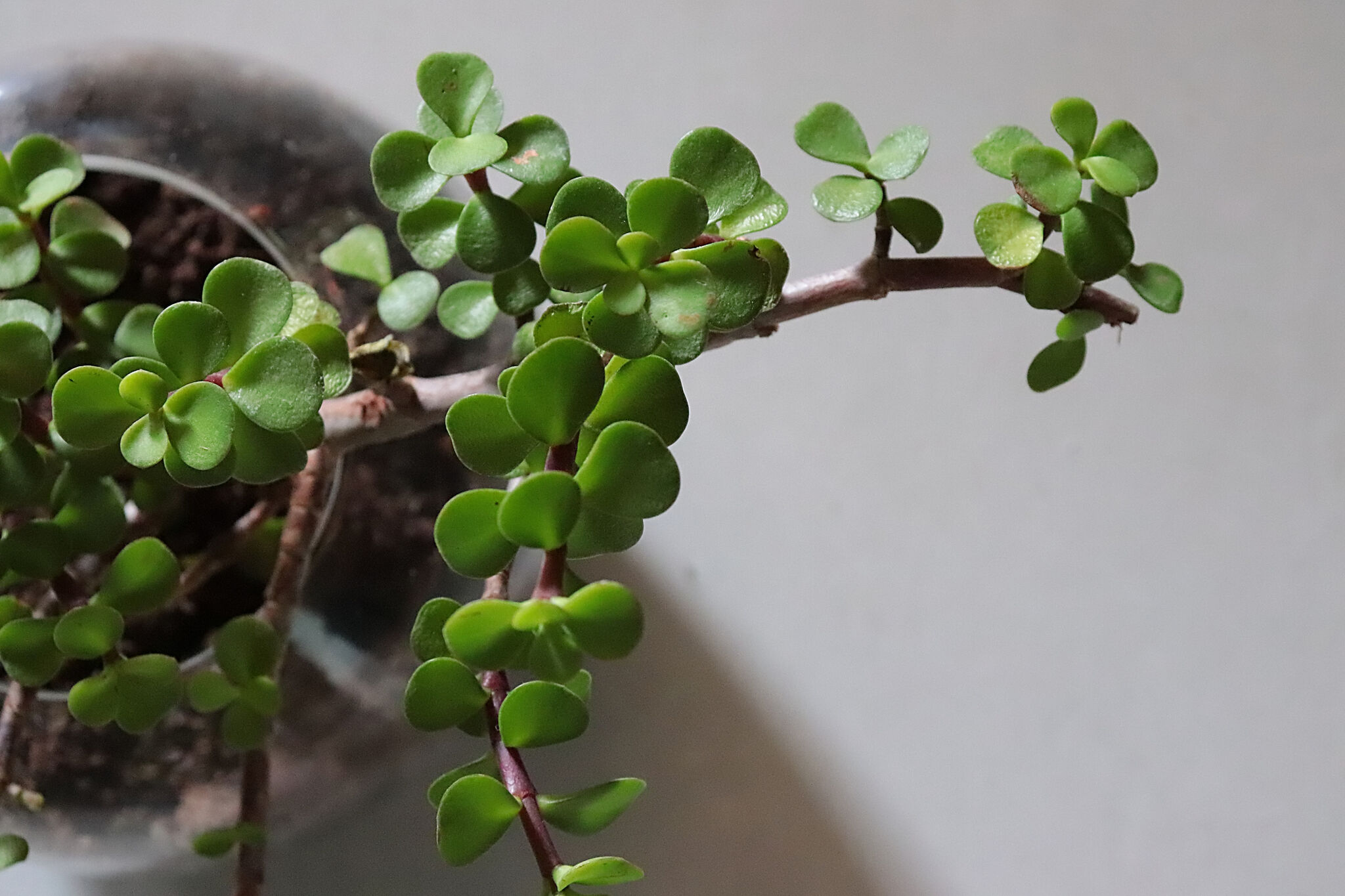Jade Plant Care How to Grow Jade Indoors & Outdoors