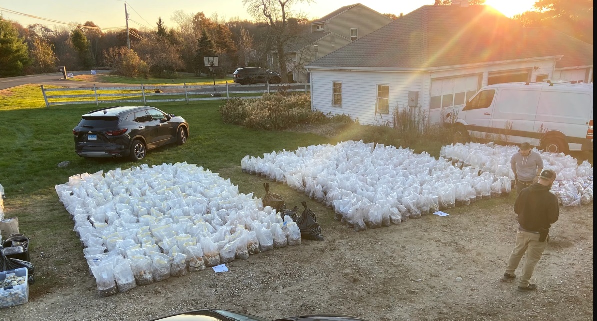 Illegal 'magic' mushrooms are gaining popularity in CT, evidenced by $8.5M bust in Burlington
