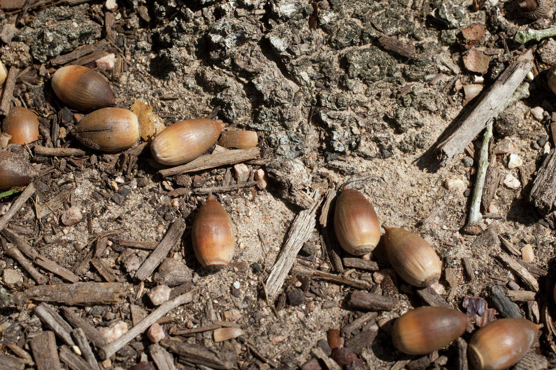 Why there are so many acorns across Texas right now