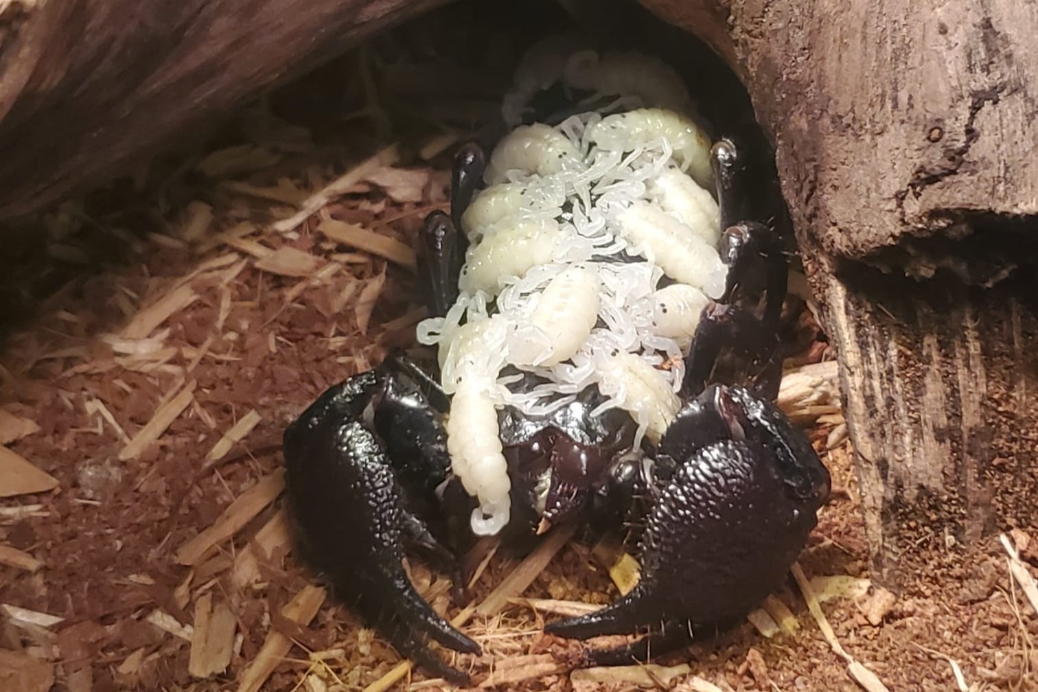 Emperor Scorpion - Cincinnati Zoo & Botanical Garden