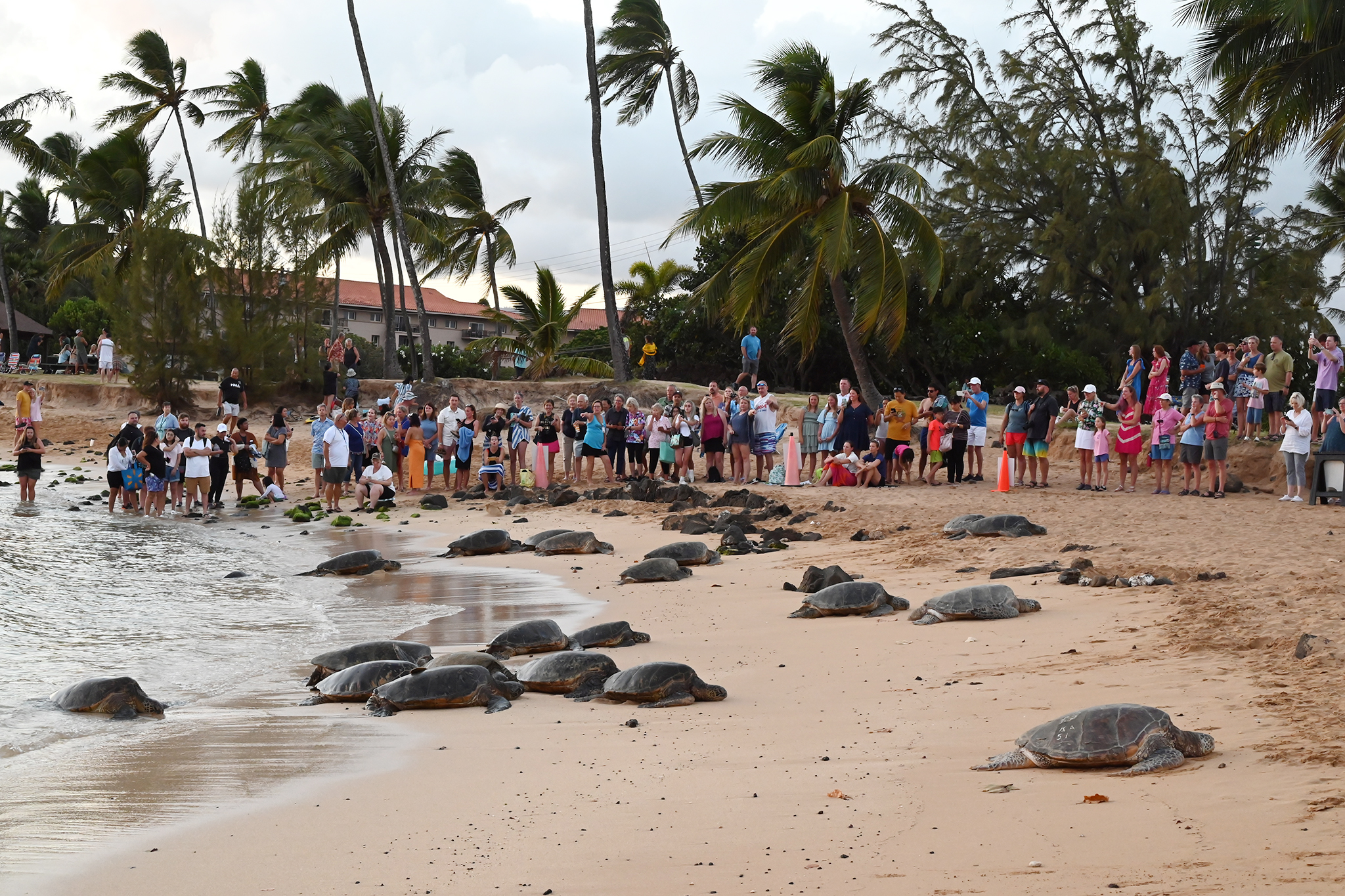 Emotions run high as sea turtles take over popular Hawaii beach