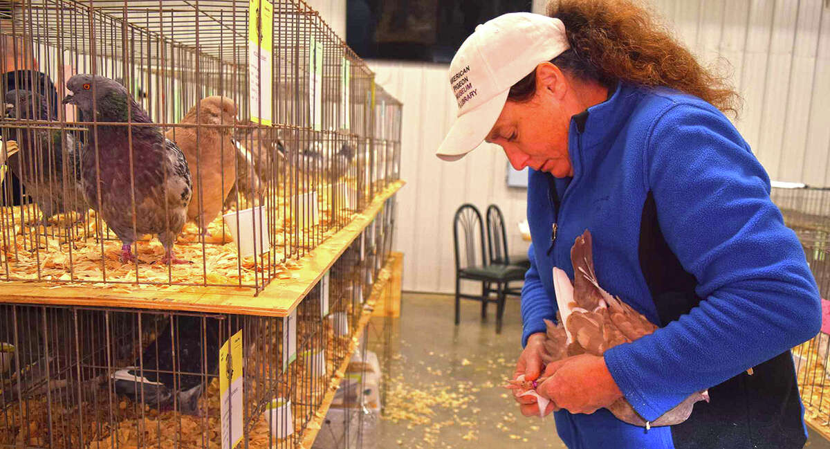 Jacksonville Area Pigeon Club hosts annual Pigeon Show