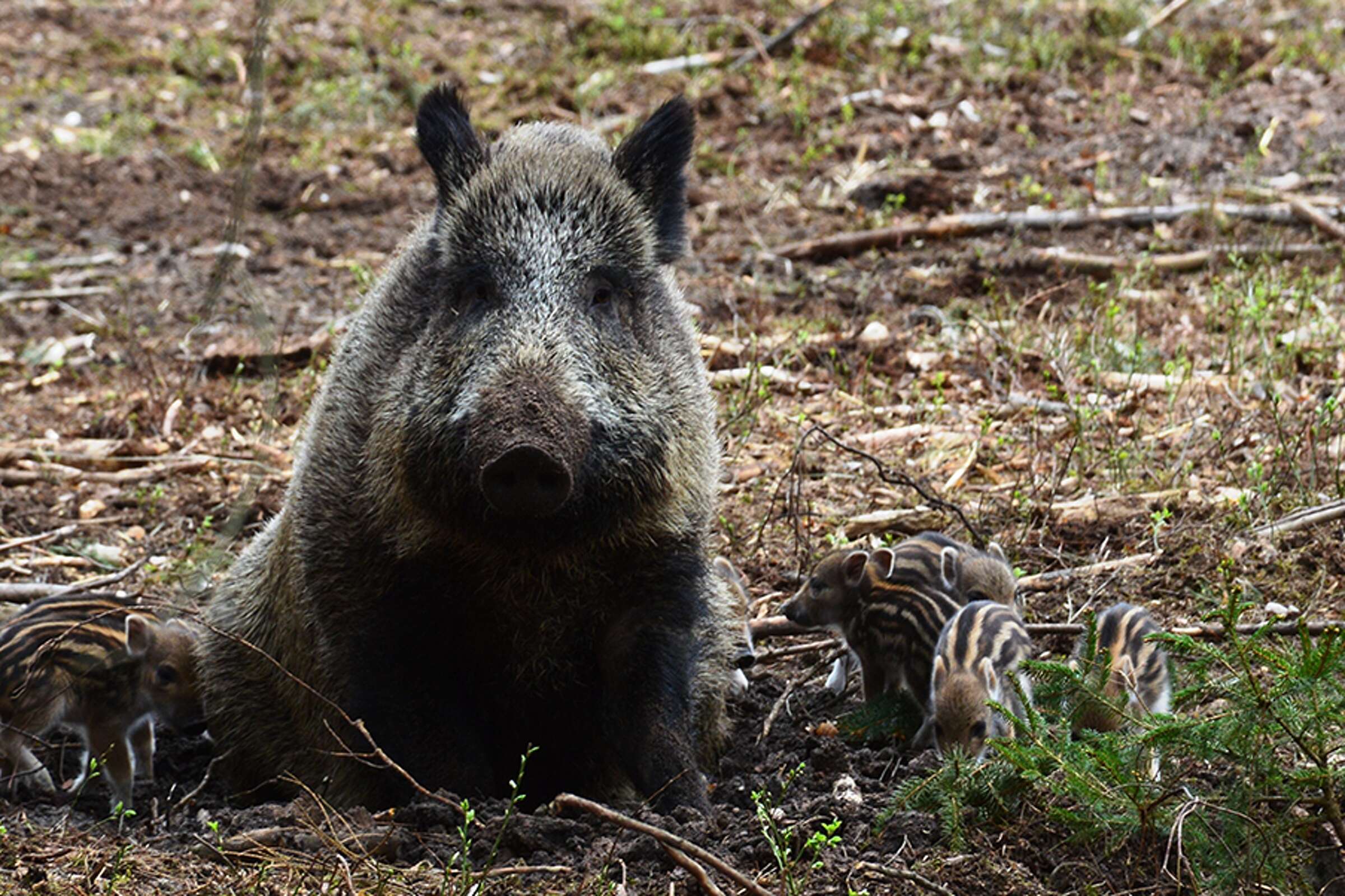 Feral hogs dig lawn in neighborhood near SeaWorld San Antonio