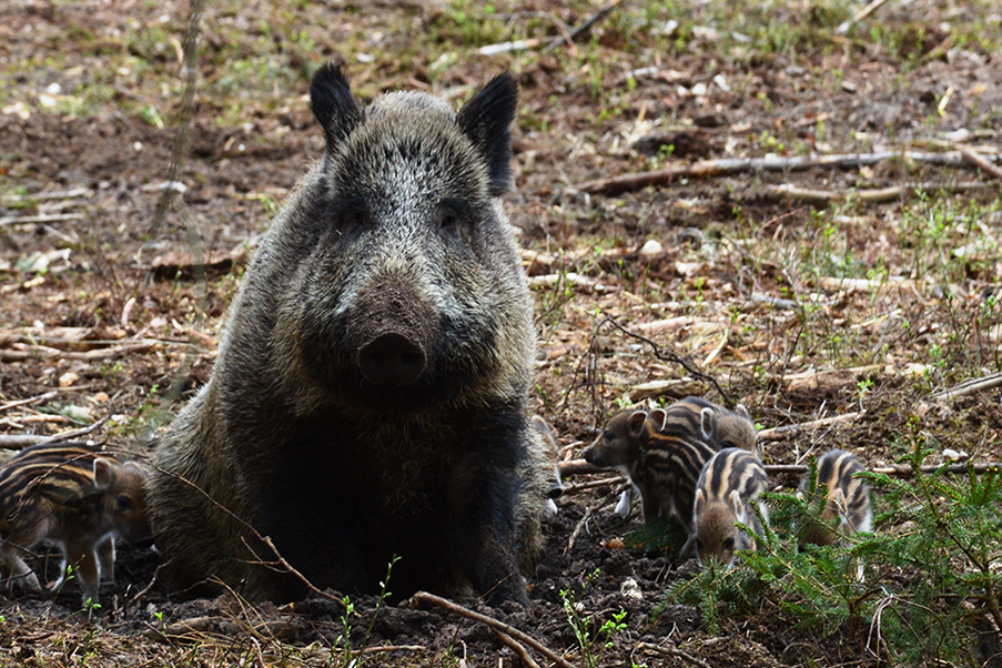 Feral Hogs Are the Worst Invasive Species You've Never Thought