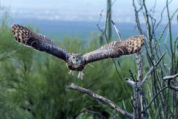 Naturalist Glenshaw Bringing Tales Of Forest Park Owls To Jacksonville