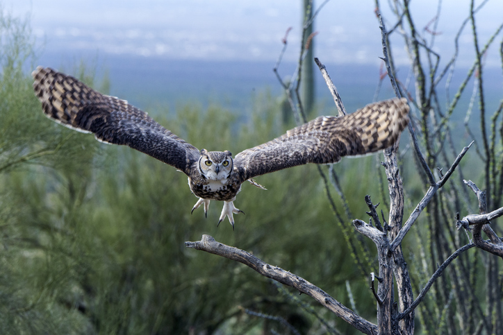 Naturalist Glenshaw Bringing Tales Of Forest Park Owls To Jacksonville