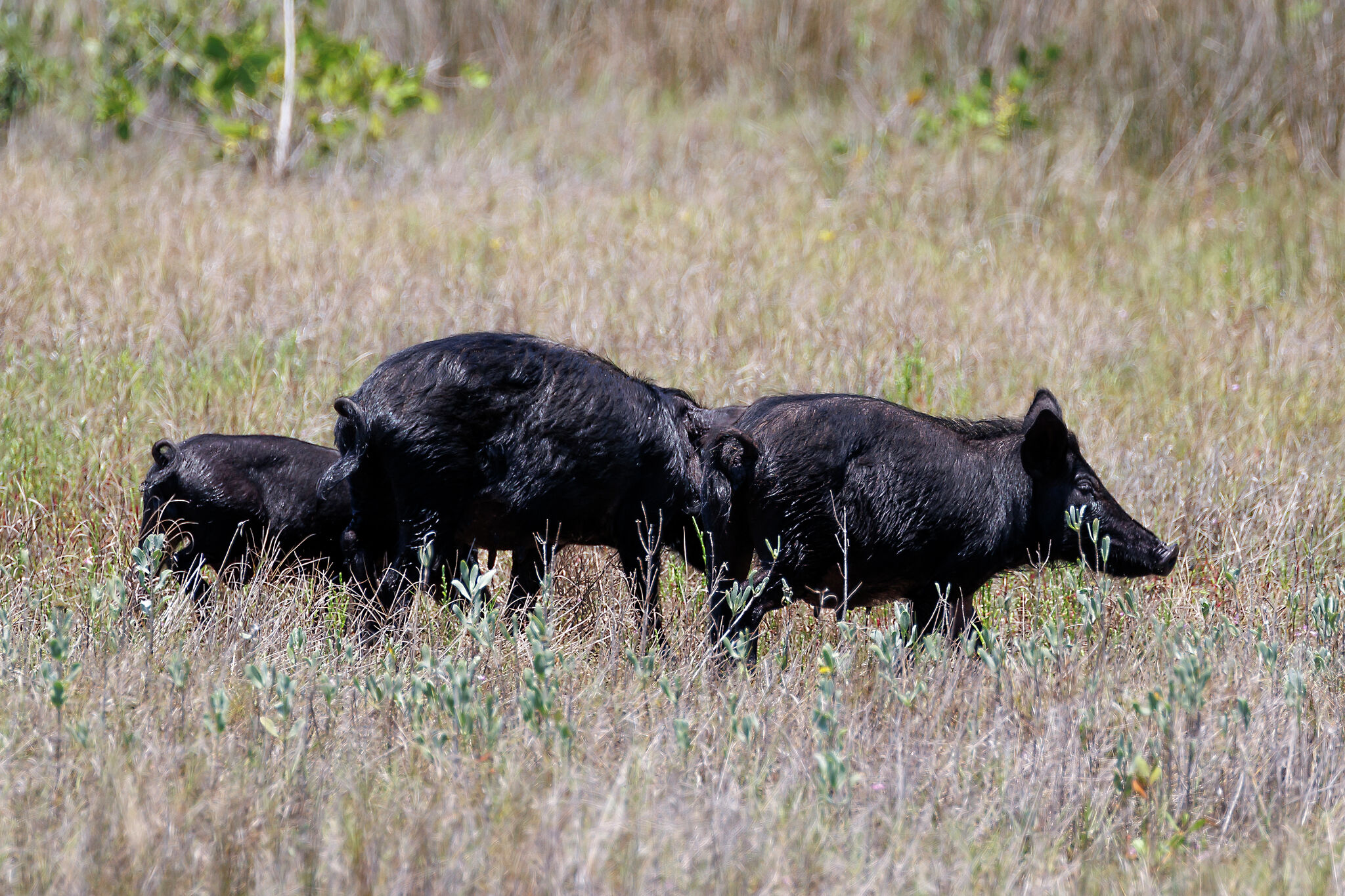 Report Texas has the most feral hog sightings in the nation