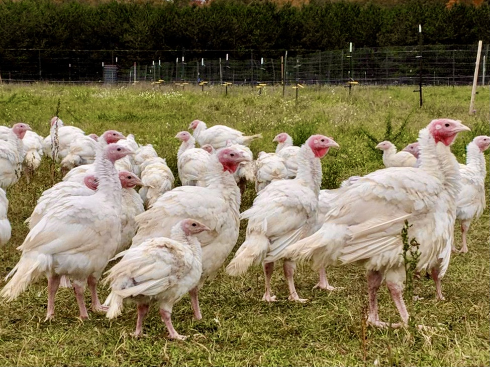 Local farms compete with imported turkeys during Thanksgiving