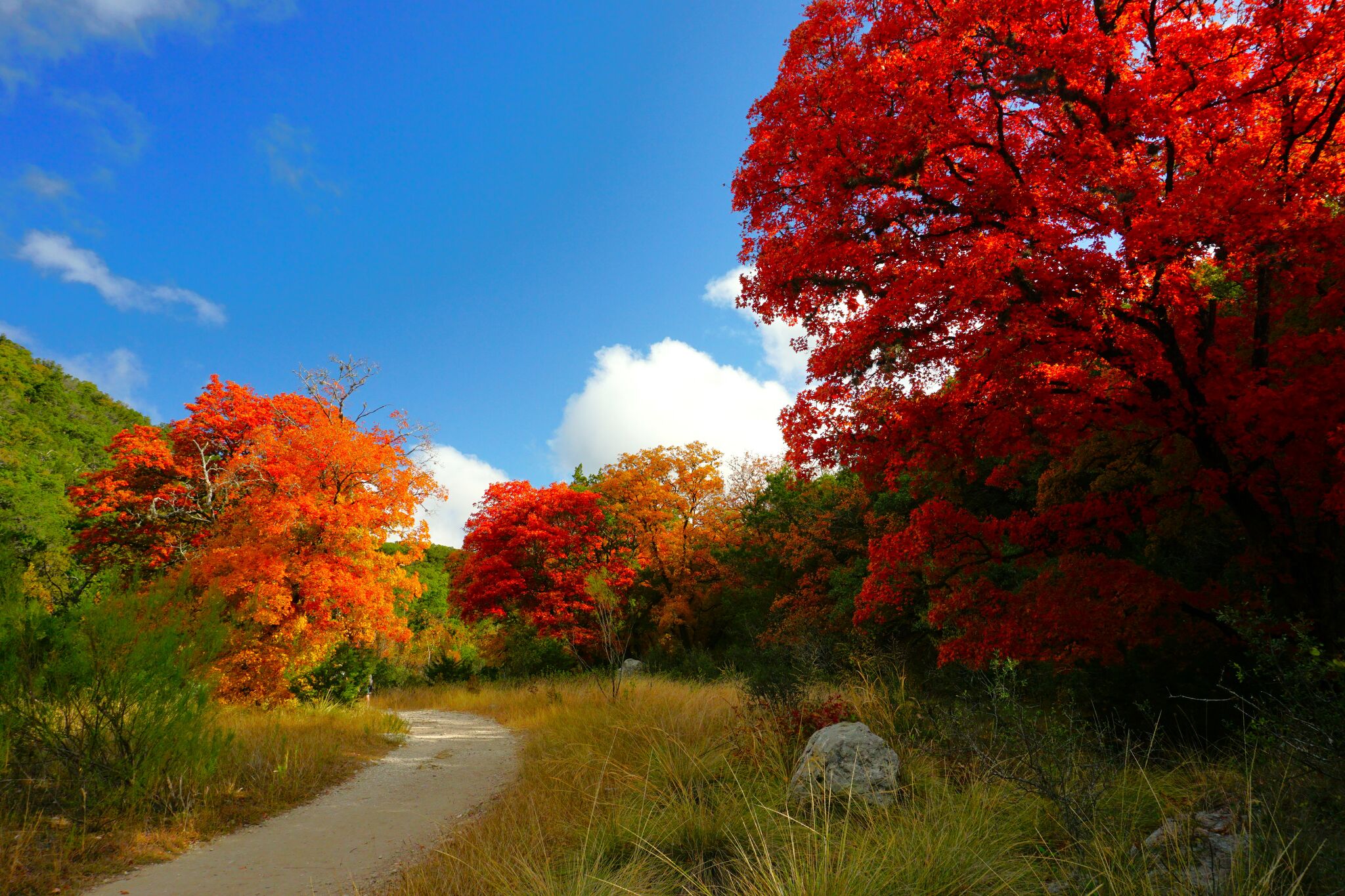 Lost Maples State Natural Area (nearby)