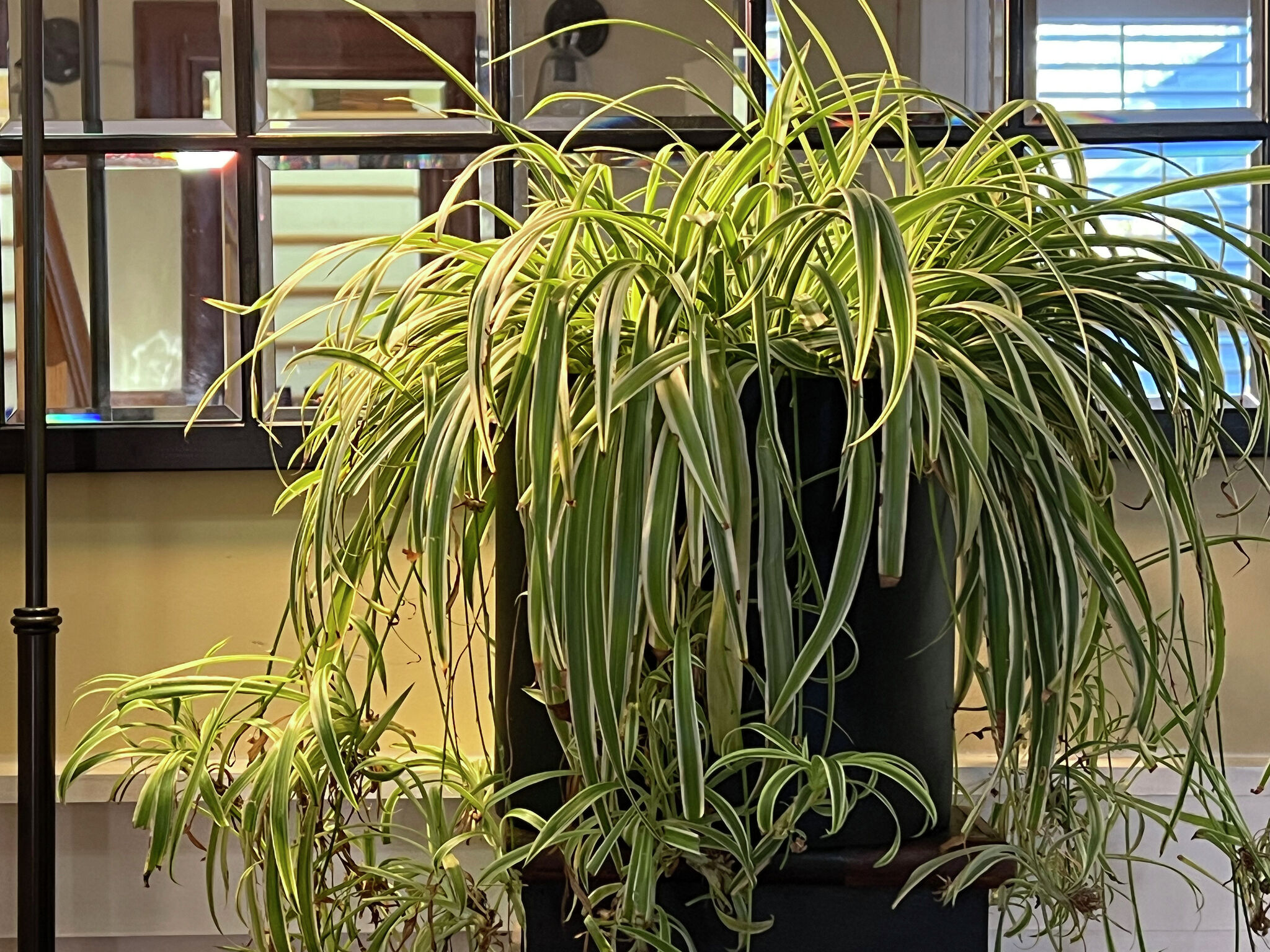 Houseplants transition into winter slowly