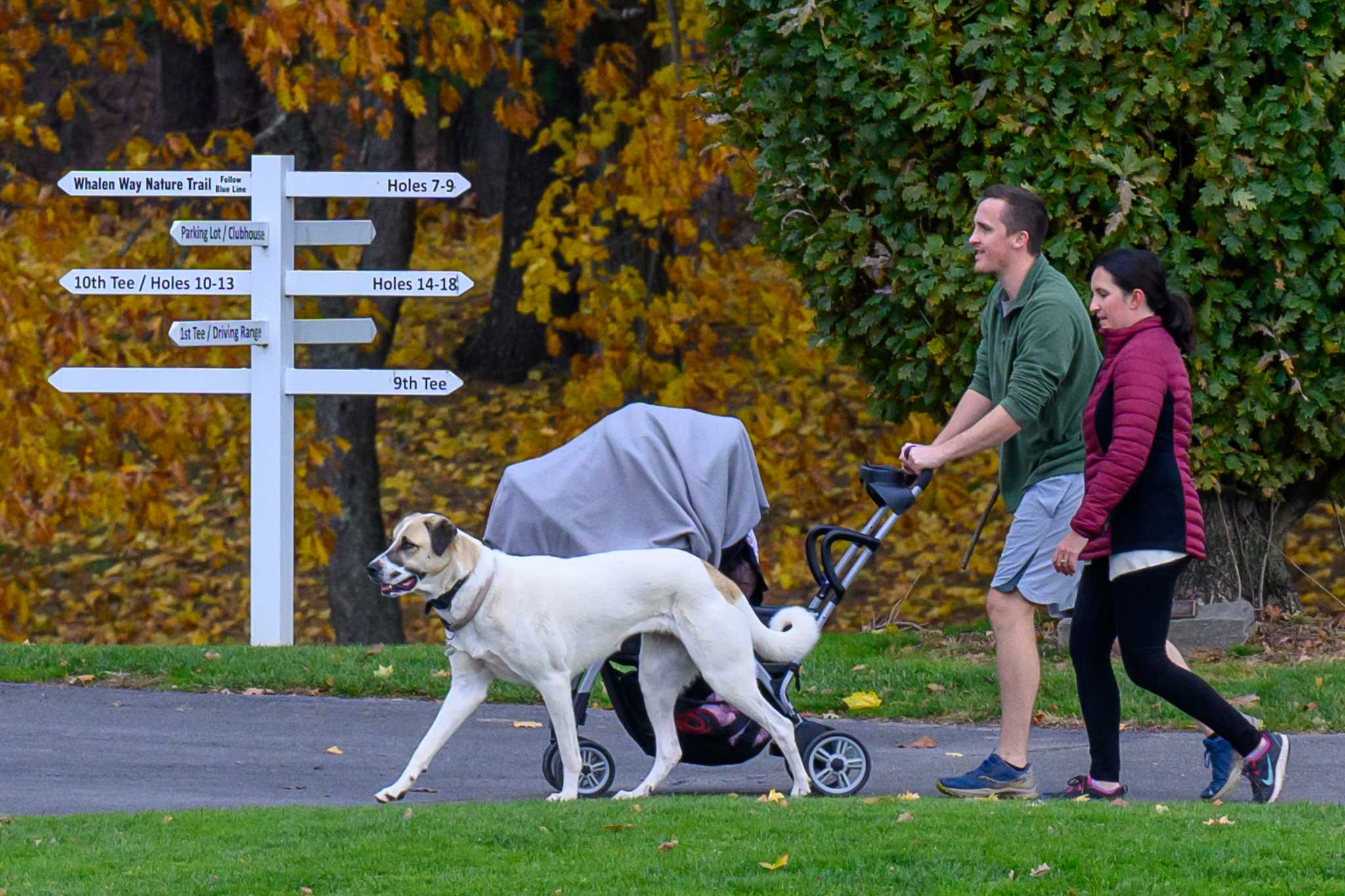 Photos: Albany's Capital Hills has gone to the dogs - Times Union 