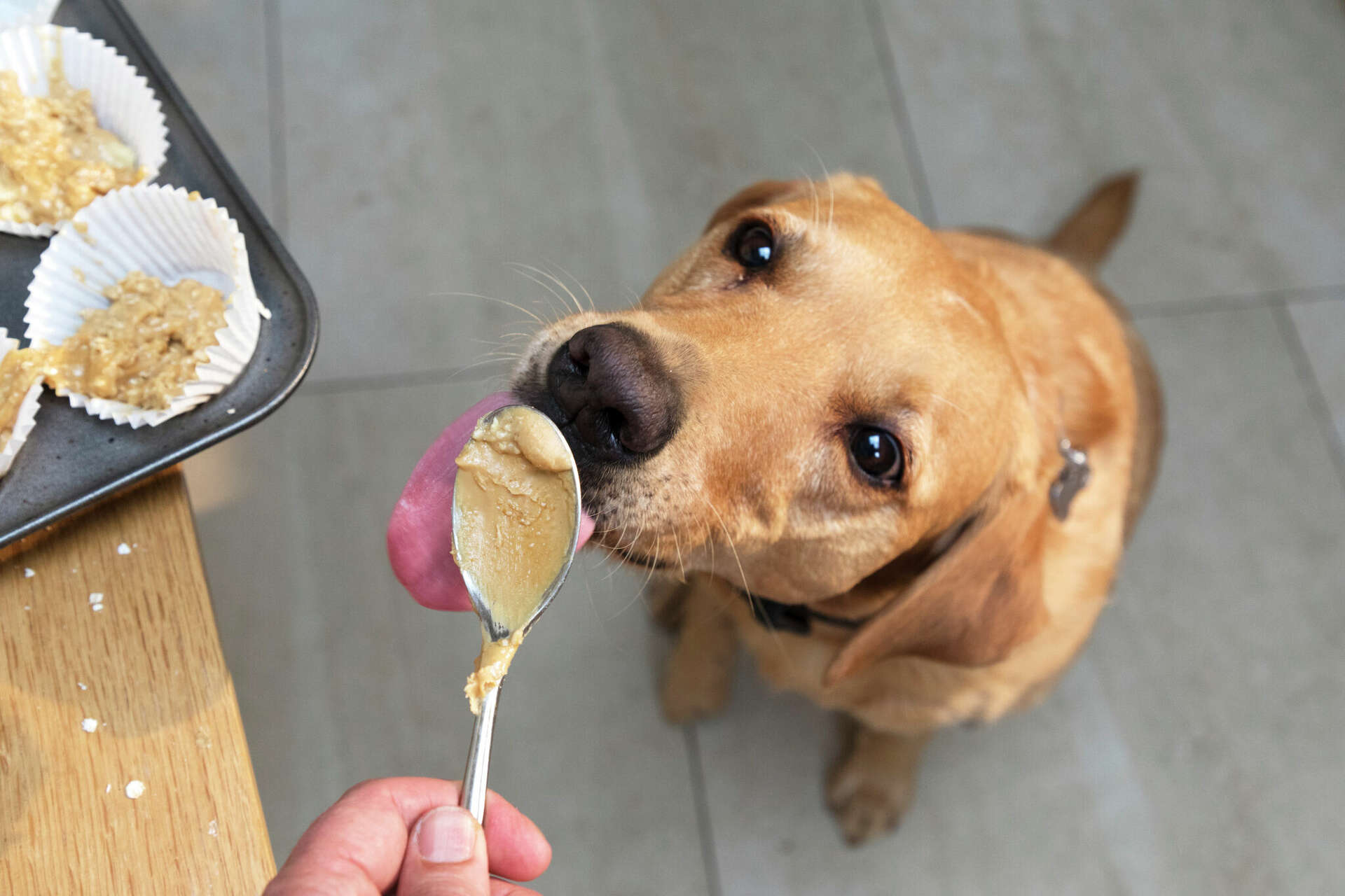 How much peanut butter is safe for dogs to eat if any