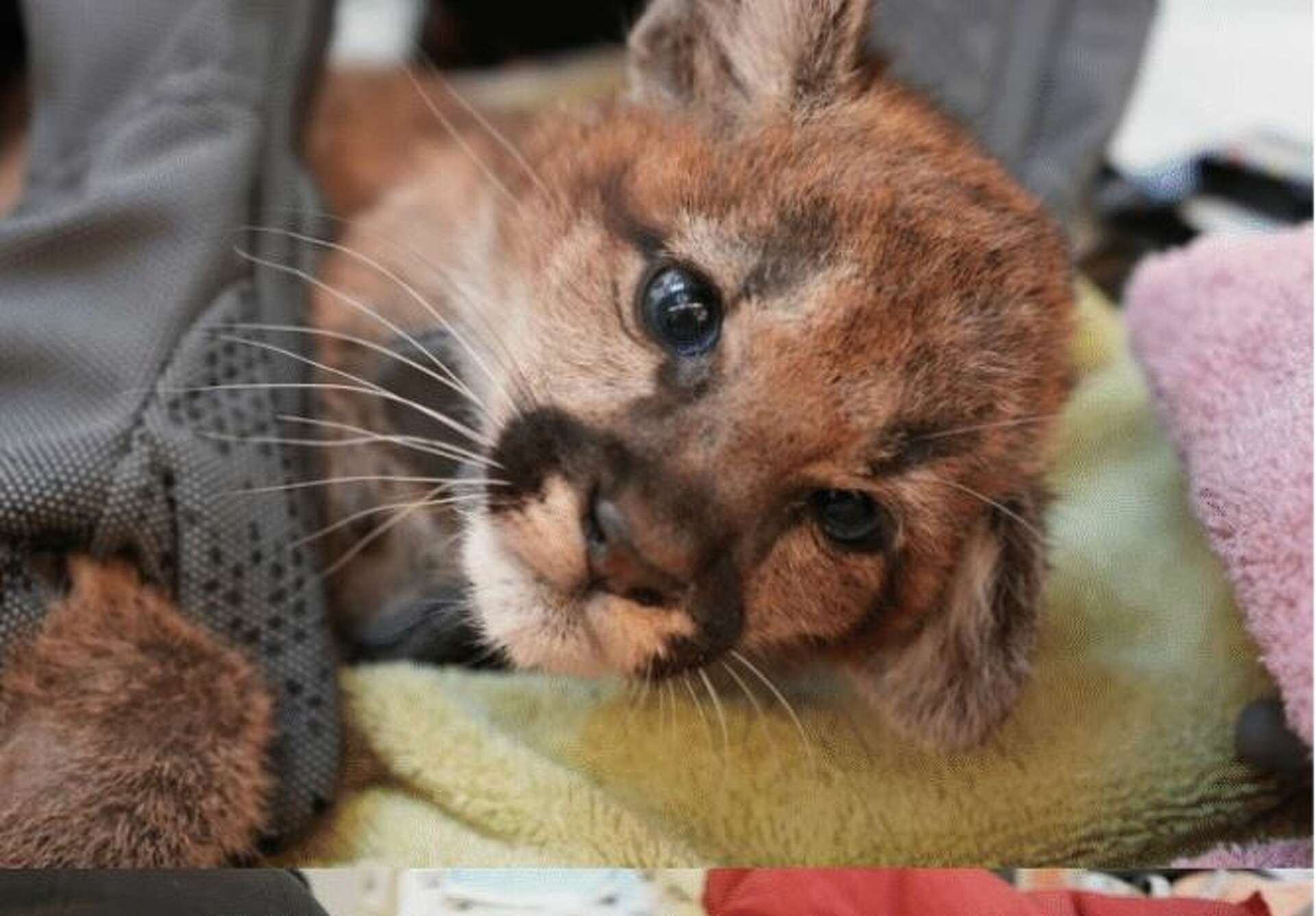 Oakland Zoo receives two newly orphaned mountain lion cubs