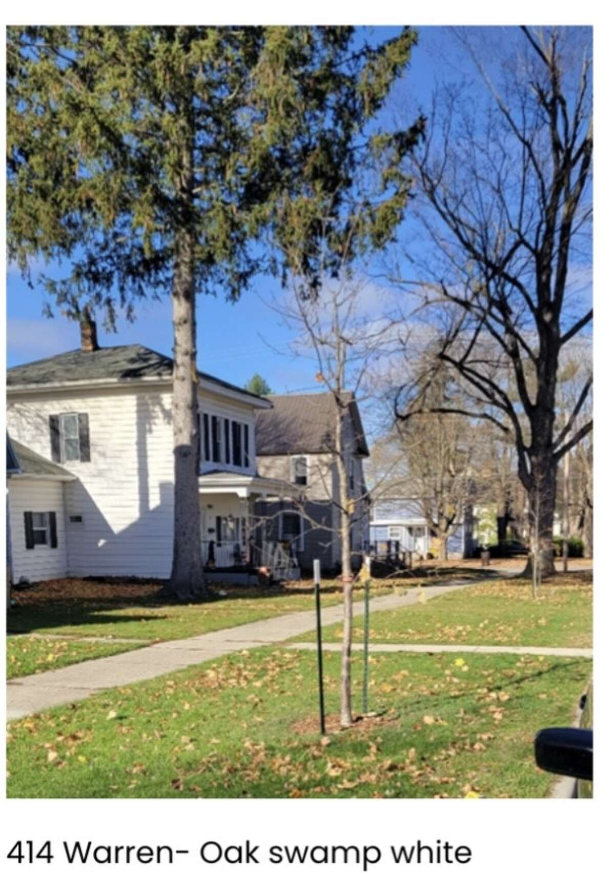 Michigan DNR awards 15,450 for Big Rapids' tree initiative