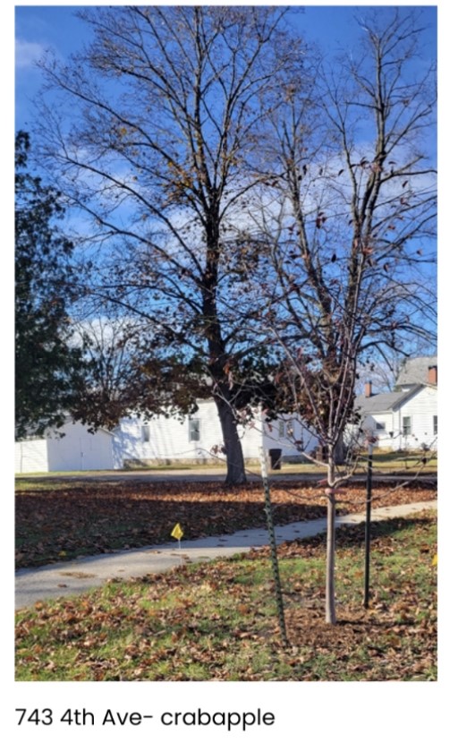 Big Rapids plants trees with Consumers Energy Tree Planting Grant