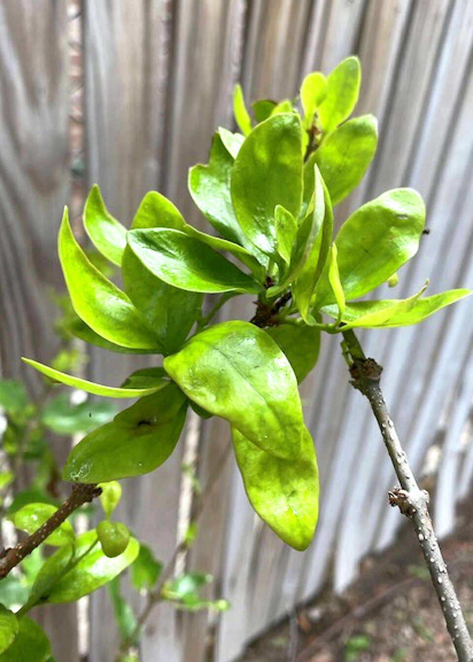 Hammerhead worms and brown patch fungus pop up in San Antonio lawns