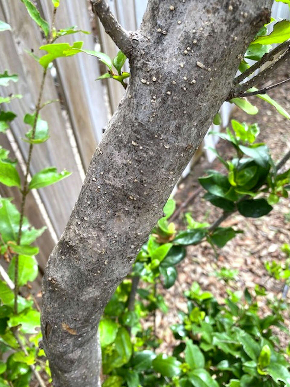 Hammerhead worms and brown patch fungus pop up in San Antonio lawns