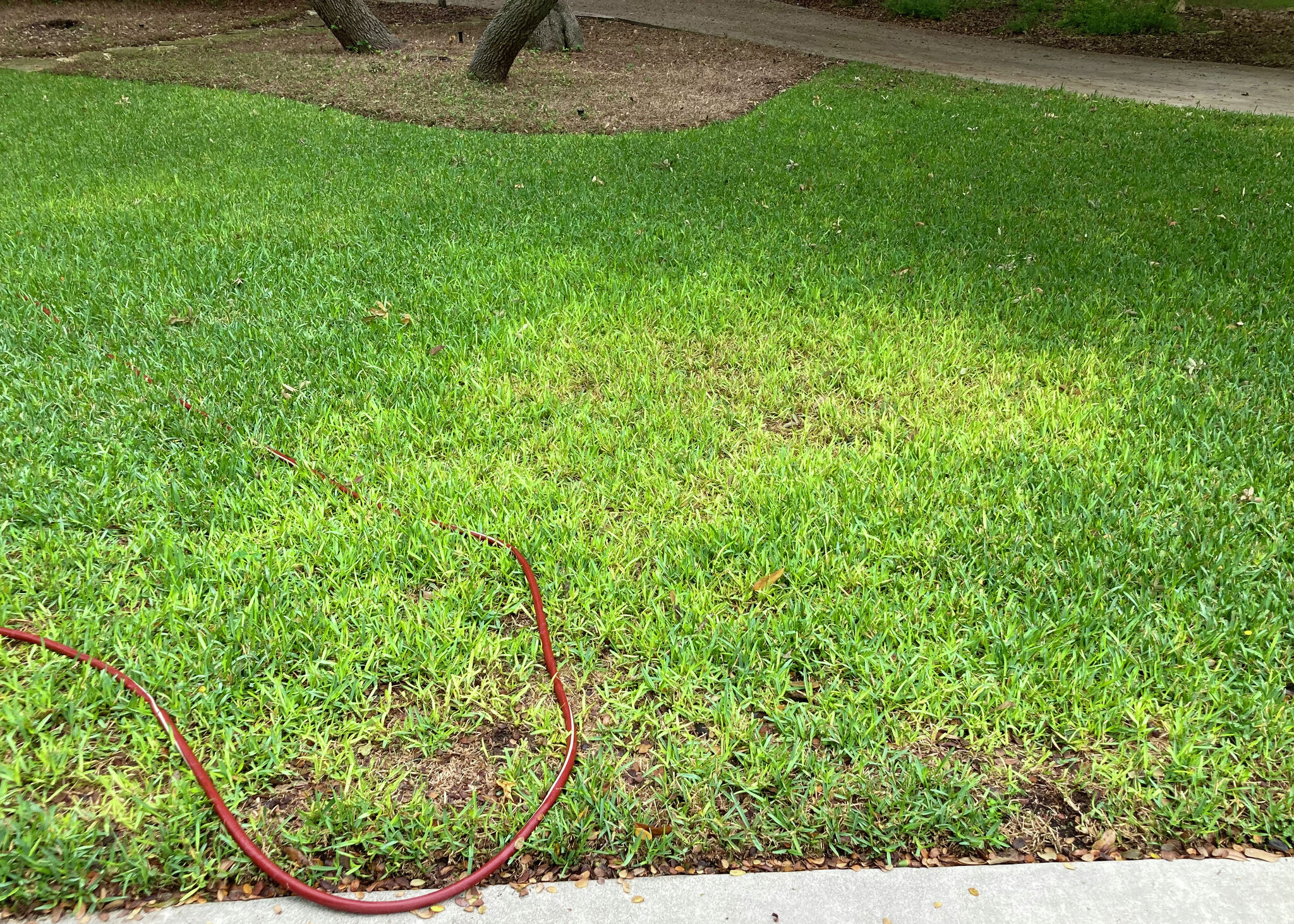 Hammerhead worms and brown patch fungus pop up in San Antonio lawns