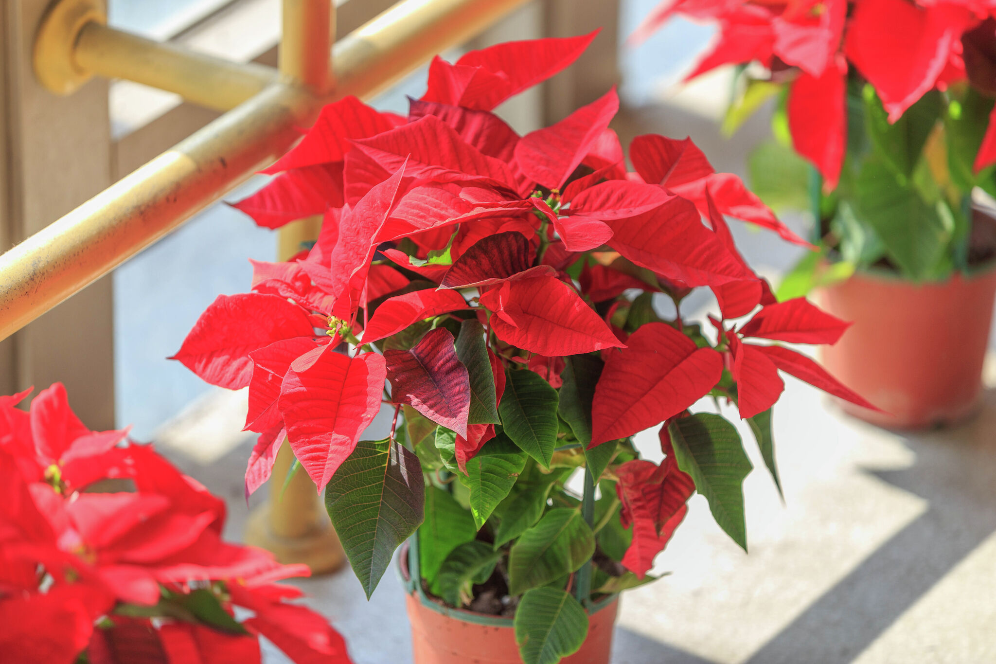 What to Do If Your Poinsettia Is Dropping Leaves