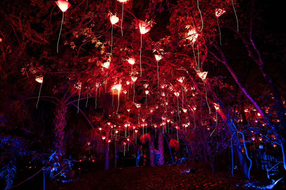Things to know about Lightscape at San Antonio Botanical Garden