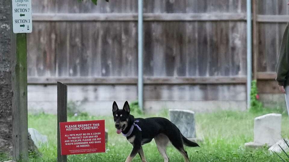 An unleash dog walks on a pathway at College Memorial Park Cemetery on Thursday, Nov. 16, 2023 in Houston. Although there are plenty of signs telling dog owners to keep their dogs on leash and pick up after them, many seem to have turned the historic Black cemetery into a de facto dog park for the newly-built apartments.