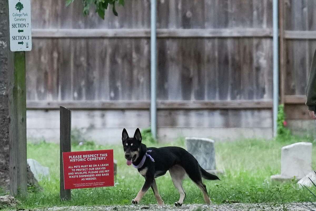 An unleash dog walks on a pathway at College Memorial Park Cemetery on Thursday, Nov. 16, 2023 in Houston. Although there are plenty of signs telling dog owners to keep their dogs on leash and pick up after them, many seem to have turned the historic Black cemetery into a de facto dog park for the newly-built apartments.