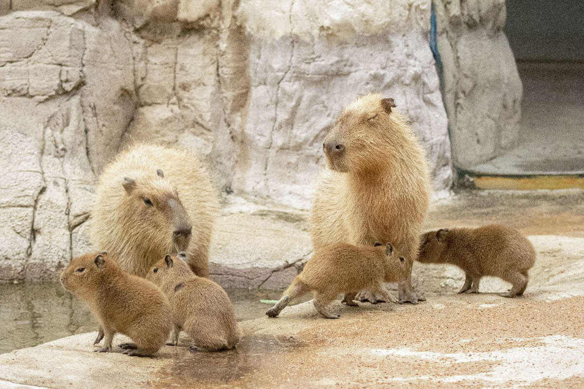 The Houston Zoo introduced a litter of capybara pups born to mom and dad, Poppy and Rio. The pups, born in October, are all named after potatoes; Russet, Tater Tot, Spud, and Chip Ali. Chip Ali is named after the Zoo's giraffe conservation partner, Dr. Ali, helped with the capybara neonatal exam.