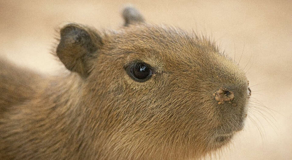 Houston Zoo Sees Birth Of Capybara Litter With Four New Pups