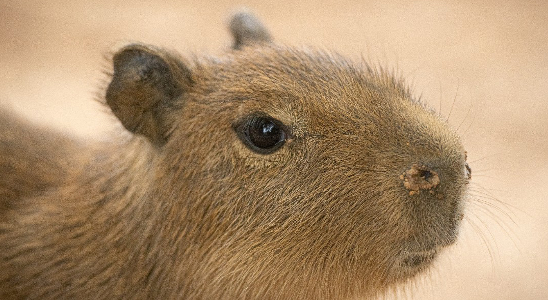 Houston Zoo sees birth of capybara litter with four new pups